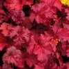Fire Chief Heuchera (Coral Bells) - 10 Pack Of Quart Pots -Plant Lover House Shop Heuchera Fire Chief 1