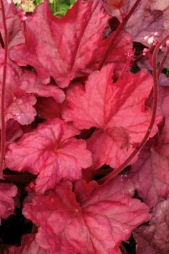 Fire Chief Heuchera (Coral Bells) - 10 Pack Of Quart Pots -Plant Lover House Shop Heuchera Fire Chief 2