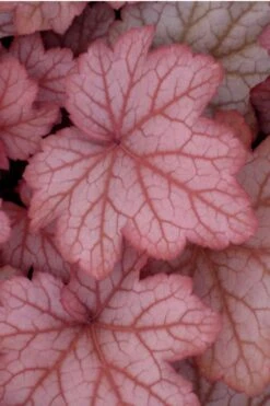 Georgia Peach Heuchera (Coral Bells) - 1 Gallon Pot -Plant Lover House Shop Heuchera Georgia Peach 10 1