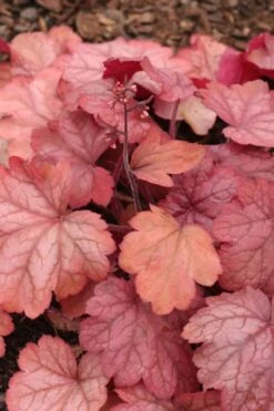 Georgia Peach Heuchera (Coral Bells) -3 Pack Of Quart Pots -Plant Lover House Shop Heuchera Georgia Peach 11