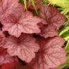 Georgia Peach Heuchera (Coral Bells) - 1 Gallon Pot -Plant Lover House Shop Heuchera Georgia Peach 12 1