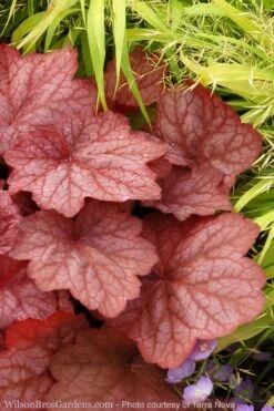 Georgia Peach Heuchera (Coral Bells) -3 Pack Of Quart Pots