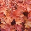 Peach Crisp Heuchera (Coral Bells) - 3 Pack Of Quart Pots -Plant Lover House Shop Heuchera Peach Crisp 500x750 1