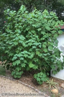 Confederate Rose Hibiscus (Rose Mallow) - 6 Pack Of Quart Pots 11 Confederate Rose Hibiscus (Rose Mallow) - 6 Pack Of Quart Pots -Plant Lover House Shop Hibiscus Confederate Rose Shrub 1 500x700 1