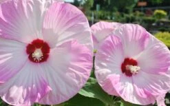 Luna Pink Swirl Hardy Hibiscus - 3 Gallon Pot 11 Luna Pink Swirl Hardy Hibiscus - 3 Gallon Pot -Plant Lover House Shop Hibiscus Luna Pink Swirl 3