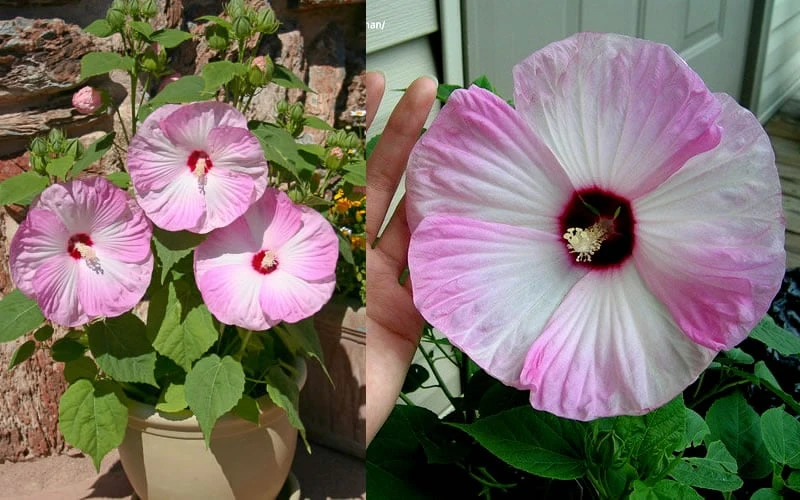 Luna Pink Swirl Hardy Hibiscus - 3 Gallon Pot 7 Luna Pink Swirl Hardy Hibiscus - 3 Gallon Pot - Image 5