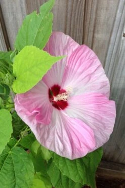 Luna Pink Swirl Hardy Hibiscus - 3 Gallon Pot 13 Luna Pink Swirl Hardy Hibiscus - 3 Gallon Pot -Plant Lover House Shop Hibiscus Luna Pink Swirl 500x750 1