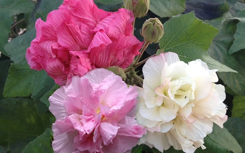 Confederate Rose Hibiscus (Rose Mallow) - 6 Pack Of Quart Pots 8 Confederate Rose Hibiscus (Rose Mallow) - 6 Pack Of Quart Pots - Image 6