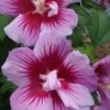 Purple Pillar Rose Of Sharon - 1 Gallon Pot -Plant Lover House Shop Hibiscus Purple Pillar 22 500x750 1