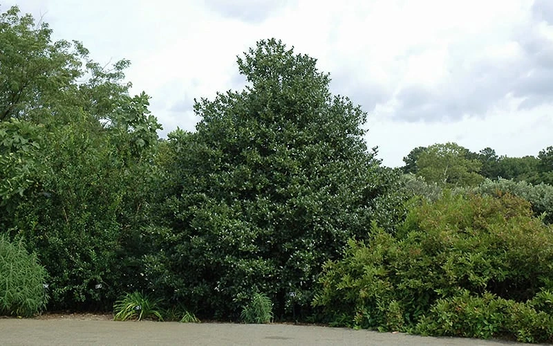 Emily Bruner Pyramidal Holly - 7 Gallon Pot (4-5') 10 Emily Bruner Pyramidal Holly - 7 Gallon Pot (4-5') - Image 8