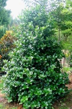 Emily Bruner Pyramidal Holly - 7 Gallon Pot (4-5') 15 Emily Bruner Pyramidal Holly - 7 Gallon Pot (4-5') -Plant Lover House Shop Holly Emily Bruner 3