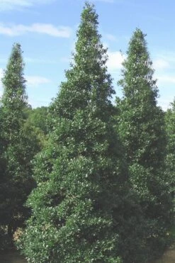 Foster's No. 2 Holly - 7 Gallon Pot (3-4') -Plant Lover House Shop Holly Fosters No 2 500x750 1