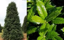 Mary Nell Holly - 6 Pack Of 1 Gallon Pots 13 Mary Nell Holly - 6 Pack Of 1 Gallon Pots -Plant Lover House Shop Holly Mary Nell