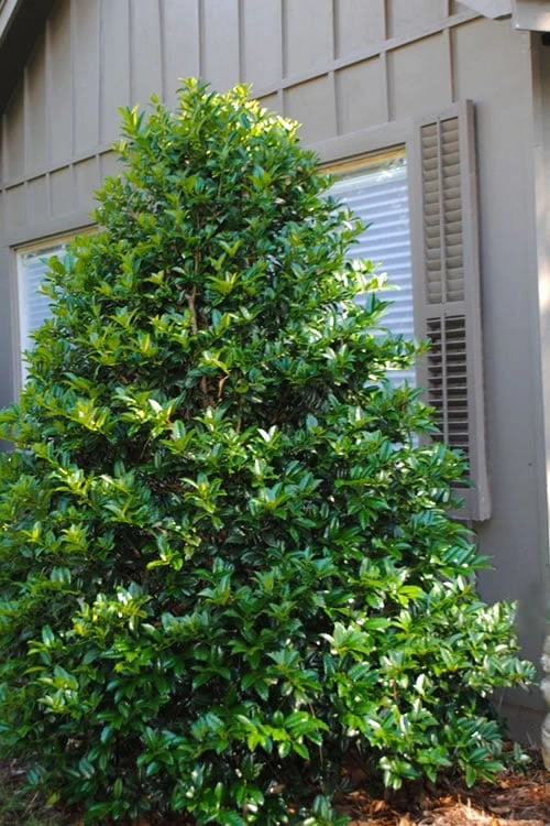 Mary Nell Holly - 6 Pack Of 1 Gallon Pots 3 Mary Nell Holly - 6 Pack Of 1 Gallon Pots