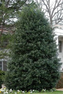 Nellie R. Stevens Holly - 7 Gallon Pot (3-4') -Plant Lover House Shop Holly Nellie Stephens 10