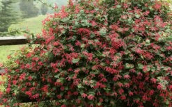 Alabama Crimson Red Trumpet Honeysuckle - 1 Gallon Pot -Plant Lover House Shop Honeysuckle Alabama Crimson 2