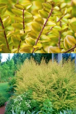 Baggesens Gold Box Leaf Honeysuckle - Quart Pot -Plant Lover House Shop Honeysuckle Baggesens Gold 2 500x750 1