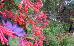 Alabama Crimson Red Trumpet Honeysuckle - 1 Gallon Pot -Plant Lover House Shop Honeysuckle Coral 5