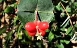 Alabama Crimson Red Trumpet Honeysuckle - 1 Gallon Pot -Plant Lover House Shop Honeysuckle Coral 6