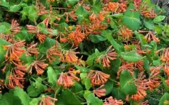 Dropmore Scarlet Honeysuckle Vine - Lonicera X Brownii - 3 Gallon Pot -Plant Lover House Shop Honeysuckle Dropmore Scarlet 1