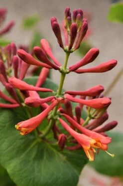 Dropmore Scarlet Honeysuckle Vine - Lonicera X Brownii - 3 Gallon Pot -Plant Lover House Shop Honeysuckle Dropmore Scarlet 3