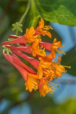 Dropmore Scarlet Honeysuckle Vine - Lonicera X Brownii - 3 Gallon Pot -Plant Lover House Shop Honeysuckle Dropmore Scarlet 5