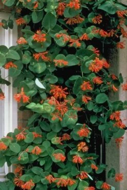Dropmore Scarlet Honeysuckle Vine - Lonicera X Brownii - 3 Gallon Pot -Plant Lover House Shop Honeysuckle Dropmore Scarlet 6