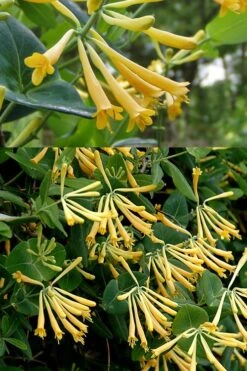John Clayton Yellow Honeysuckle Vine - 2 Gallon Pot -Plant Lover House Shop Honeysuckle John Clayton 2