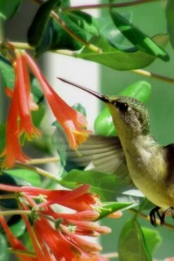 Magnifica Fragrant Orange Honeysuckle Vine - 1 Gallon Pot -Plant Lover House Shop Honeysuckle Magnifica Orange 7