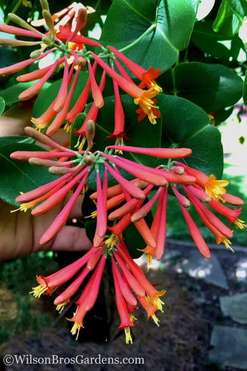 Major Wheeler Red Trumpet Honeysuckle - 2 Gallon Pot 10 Major Wheeler Red Trumpet Honeysuckle - 2 Gallon Pot - Image 8