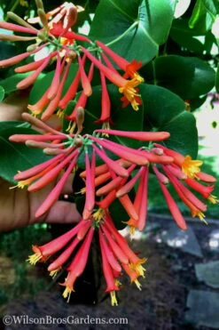Major Wheeler Red Trumpet Honeysuckle - 1 Gallon Pot (On Trellis) -Plant Lover House Shop Honeysuckle Major Wheeler 23