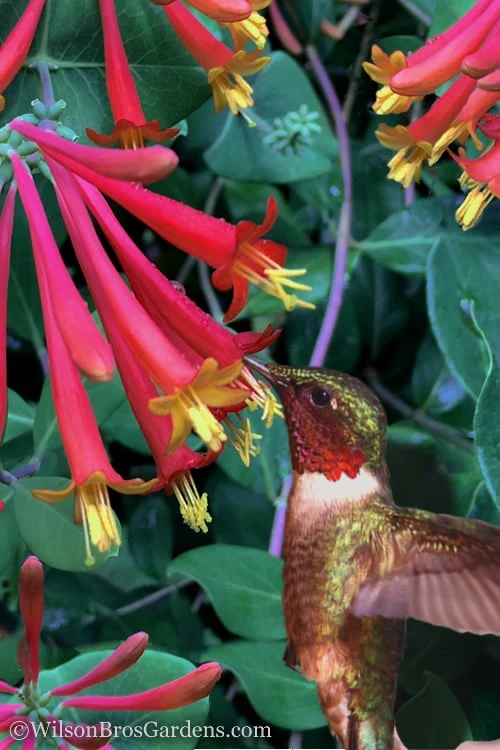 Major Wheeler Red Trumpet Honeysuckle - 2 Gallon Pot 3 Major Wheeler Red Trumpet Honeysuckle - 2 Gallon Pot