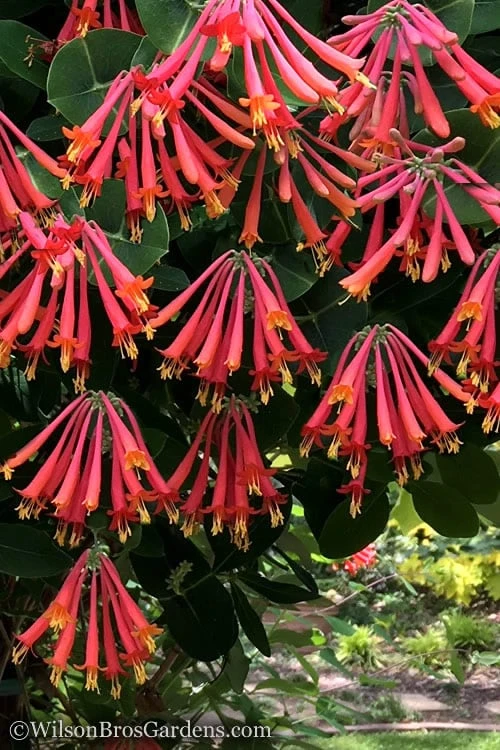Major Wheeler Red Trumpet Honeysuckle - 2 Gallon Pot 6 Major Wheeler Red Trumpet Honeysuckle - 2 Gallon Pot - Image 4