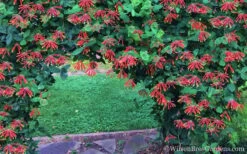 Major Wheeler Red Trumpet Honeysuckle - 3 Gallon Pot -Plant Lover House Shop Honeysuckle Major Wheeler 35 2