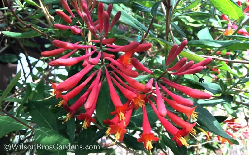Major Wheeler Red Trumpet Honeysuckle - 2 Gallon Pot 11 Major Wheeler Red Trumpet Honeysuckle - 2 Gallon Pot - Image 9