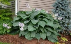 Empress Wu Giant Hosta Lily - 6 Pack Of 1 Gallon Pots -Plant Lover House Shop Hosta Empress Wu 20 1