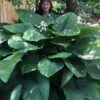 Empress Wu Giant Hosta Lily - 1 Gallon Pot 2 Empress Wu Giant Hosta Lily - 1 Gallon Pot -Plant Lover House Shop Hosta Empress Wu 21