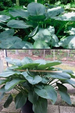 Empress Wu Giant Hosta Lily - 6 Pack Of 1 Gallon Pots -Plant Lover House Shop Hosta Empress Wu 500x750 2