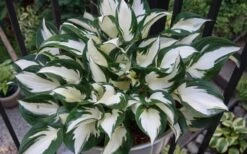 Fire & Ice Hosta Lily - 1 Gallon Pot 10 Fire & Ice Hosta Lily - 1 Gallon Pot -Plant Lover House Shop Hosta Fire And Ice