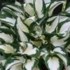 Fire & Ice Hosta Lily - 1 Gallon Pot -Plant Lover House Shop Hosta Fire And Ice 500x750 1
