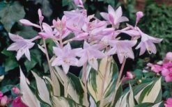 Fire & Ice Hosta Lily - 1 Gallon Pot 11 Fire & Ice Hosta Lily - 1 Gallon Pot -Plant Lover House Shop Hosta Fire And Ice Flowers