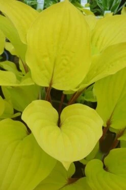 Fire Island Hosta Lily - 6 Pack Of 1 Gallon Pots -Plant Lover House Shop Hosta Lily Fire Island Closeup 1