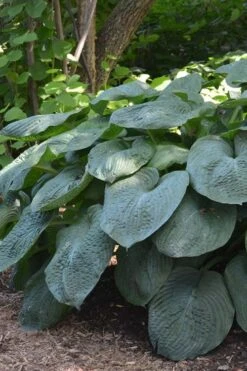 Sieboldiana Elegans Hosta Lily - 1 Gallon Pot 13 Sieboldiana Elegans Hosta Lily - 1 Gallon Pot -Plant Lover House Shop Hosta Sieboldiana Elegans 6