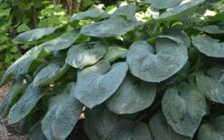 Sieboldiana Elegans Hosta Lily - 1 Gallon Pot 15 Sieboldiana Elegans Hosta Lily - 1 Gallon Pot -Plant Lover House Shop Hosta Sieboldiana Elegans 8