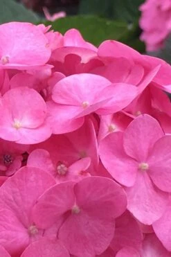 After Midnight Hydrangea - 3 Gallon Pot -Plant Lover House Shop Hydrangea After Midnight 1
