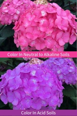 After Midnight Hydrangea - 3 Gallon Pot -Plant Lover House Shop Hydrangea After Midnight 6