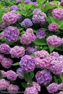 All Summer Beauty Hydrangea - 3 Gallon Pot -Plant Lover House Shop Hydrangea All Summer Beauty 1