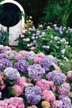 All Summer Beauty Hydrangea - 3 Gallon Pot -Plant Lover House Shop Hydrangea All Summer Beauty 2