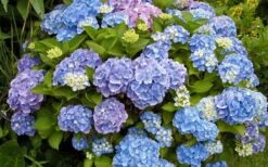 All Summer Beauty Hydrangea - 3 Gallon Pot -Plant Lover House Shop Hydrangea All Summer Beauty 4