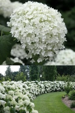 Annabelle Hydrangea - 3 Gallon Pot -Plant Lover House Shop Hydrangea Annabelle 1 500x750 1
